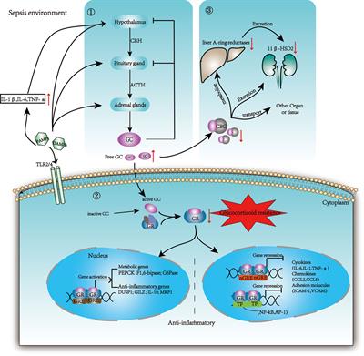 Glucocorticoid-Induced Leucine Zipper: A Promising Marker for Monitoring and Treating Sepsis